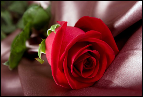 Red rose - Flower for 15th Anniversary